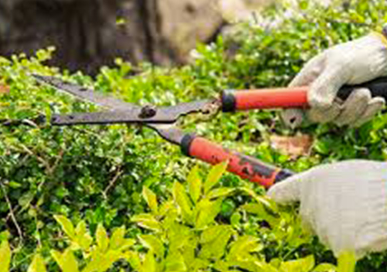 Giardinaggio