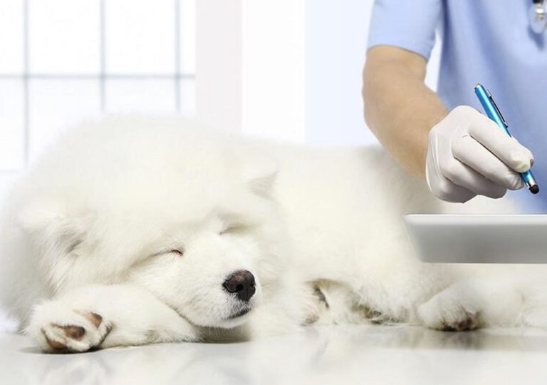 Veterinaria